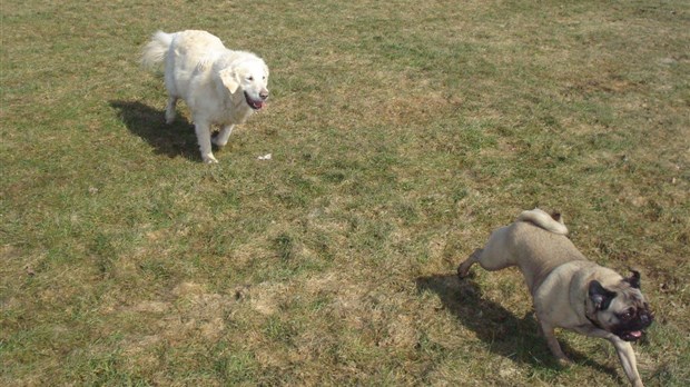 Un parc canin à Chambly au printemps 2012