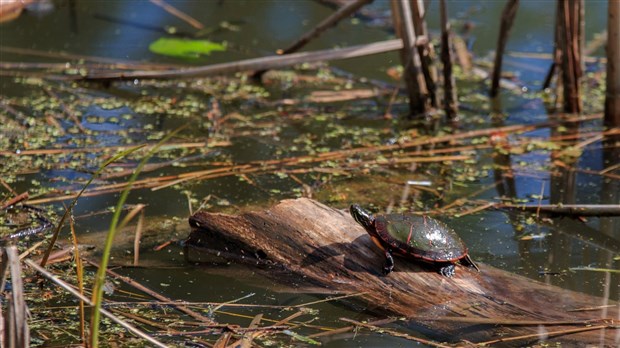 Parcs Canada et Nature-Action Québec s’associent pour protéger la biodiversité 