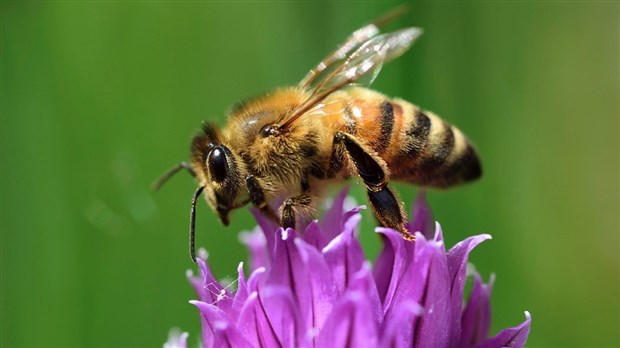 Suggérez des noms pour les dix reines abeilles des ruches urbaines de Chambly