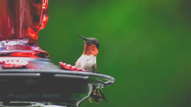 Nourrir les animaux errants à Chambly : rappel de la réglementation