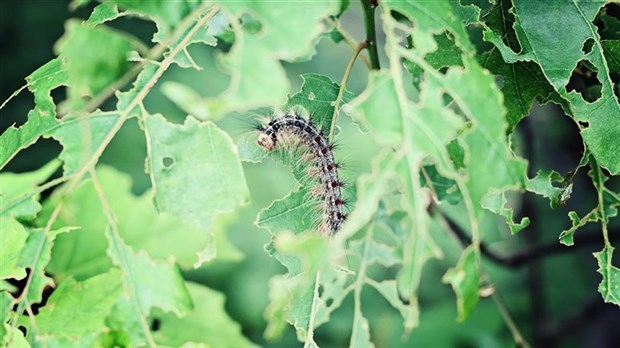 À surveiller dans votre jardin: C'est le retour de la spongieuse