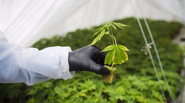 Le fédéral propose des changements aux réglementations sur le cannabis