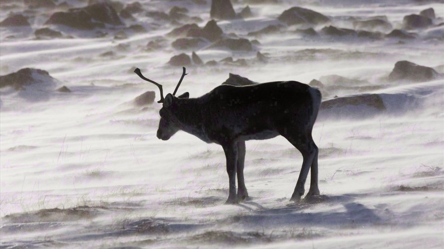 Caribou: Guilbeault fait miroiter beaucoup d'argent et invite Québec à négocier